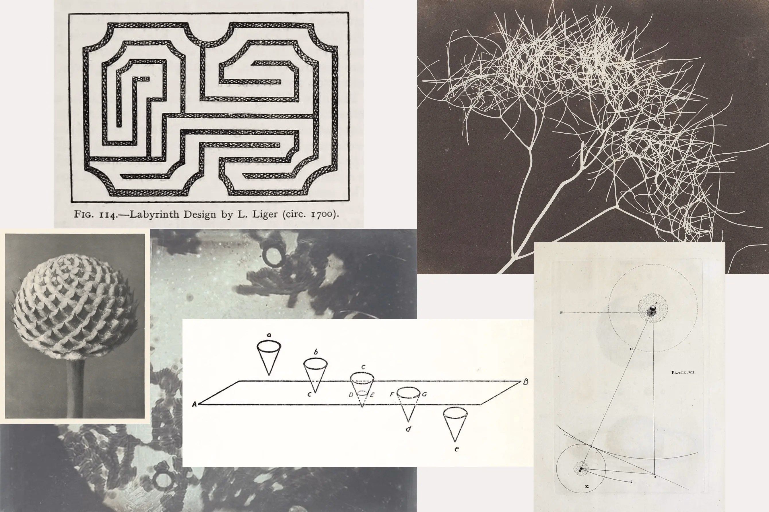A collage of nature imagery and mathematical diagrams, symbolizing the intersection of brand strategy and creativity