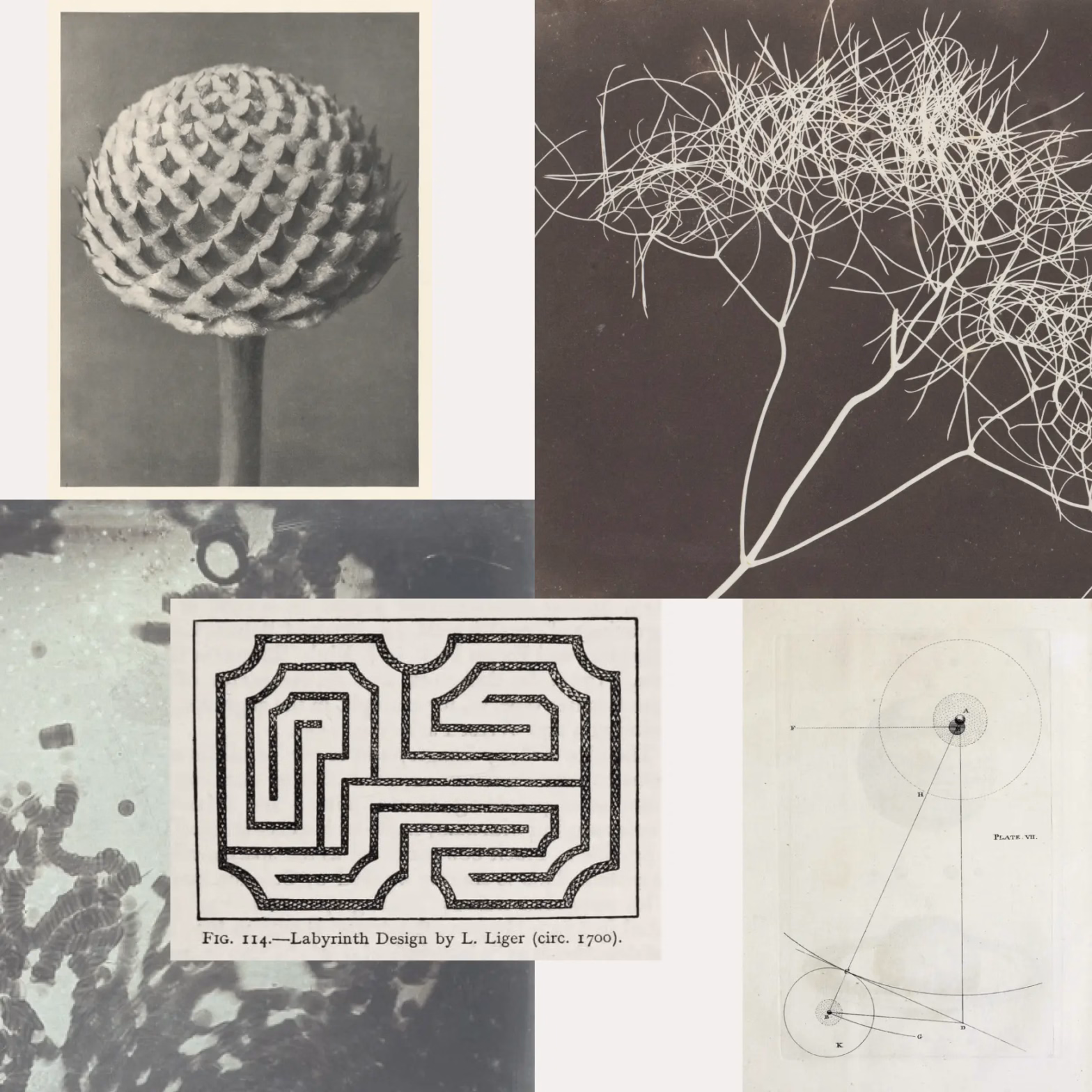 A collage of nature imagery and mathematical diagrams, symbolizing the intersection of brand strategy and creativity